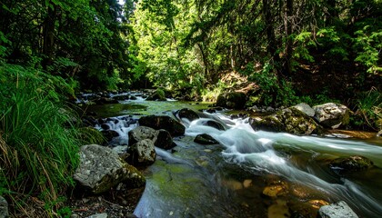 A tranquil forest stream flows over smooth stones, illuminated by sunlight filtering through the dense canopy.