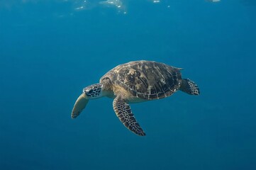 Fototapeta premium Sea turtle swimming ocean turquoise water background wildlife