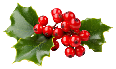 PNG Berry fruit holly plant.