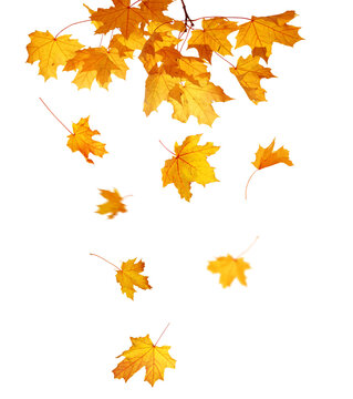 Autumn Branch with Falling golden  Leaves PNG