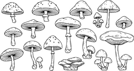 Set of different mushrooms. Collection of stylized edible or psychedelic mushrooms. Vector illustration on white background. Linear Art.