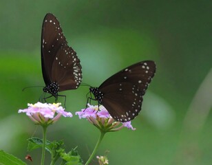 Obraz premium Two dark butterflies on a flower