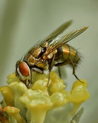 Housefly on a flower