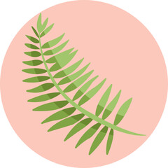 Small palm with feathery, arching fronds, ideal for tropical-themed designs.