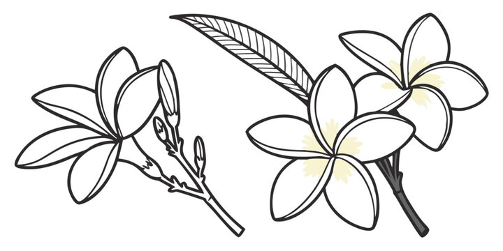 Tiare Flower Vector Set Polynesian White Bloom Tropical Decorative Design