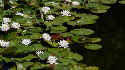 Water Lilies, Lily Pads, And Frog In A Pond