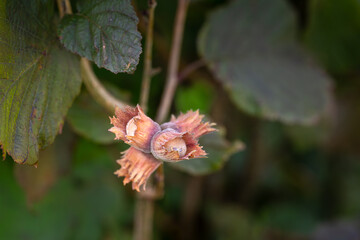 hazelnut branch with nuts
