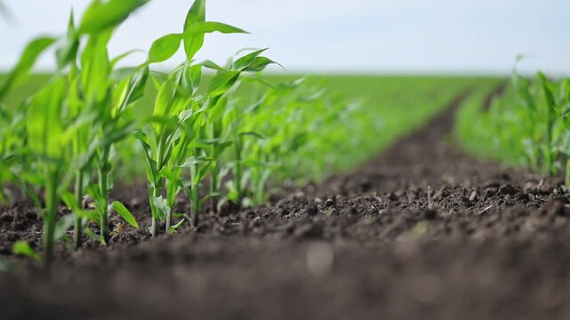 Corn rows in wind, slow dance of nature s geometry.