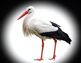White stork profile, isolated on white