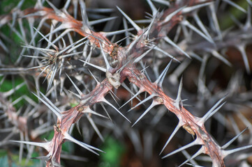 Long white thorns on a plant