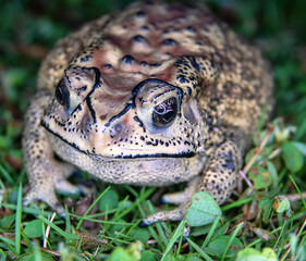 Asian common toad (Bufo melanostictus, Duttaphrynus melanostictus) in the rainforest of Bunaken Island, Sulawesi