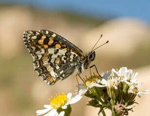Obraz premium A close-up of a striking butterfly with intricate patterns and vibrant colors, gently perched on a cluster of delicate white flowers against a soft, out-of-focus backdrop of beige and light blue...