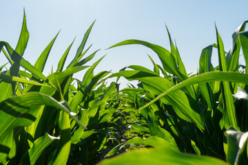 Cornfield under clear blue sky with green leaves swaying in the gentle breeze during sunny daylight hours