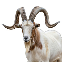 Fototapeta premium Majestic goat with impressive curved horns, showcasing natural beauty and strength, perfect for branding and design projects