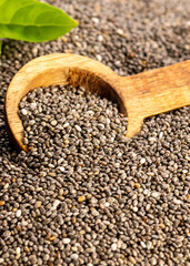  Salvia hispanica seeds