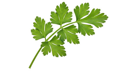 Isolated Parsley Sprig
