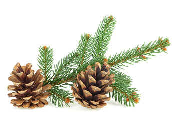 Christmas cones with fir branches isolated on a white background