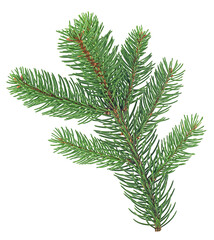 Christmas fir branch isolated on a white background, Christmas tree.