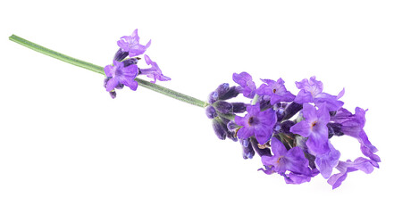 Fresh flower of lavender isolated on a white background, therapeutic herbs. Lavender sprig.