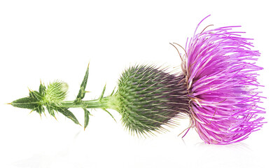 Milk thistle flower branch isolated on a white background. Thistle inflorescence, medical herb.