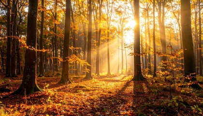 Fototapeta premium Sunlight streams through a forest in autumn. Golden leaves blanket the forest floor