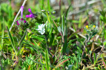 A section of disturbed sea meadow in the spring. Dwarf plant forms (weeds) are blooming - Whiteblow, Yellow-tuft, dead-nettle.