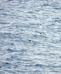 Naklejka premium Tropical seas. Views of the Bali Sea from the ship in winter,summer in the southern hemisphere. Indonesia. Brown booby (Sula leucogaster) flies fishing