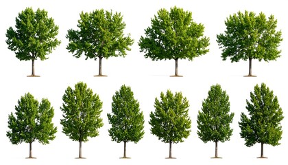 Collection of trees against white background