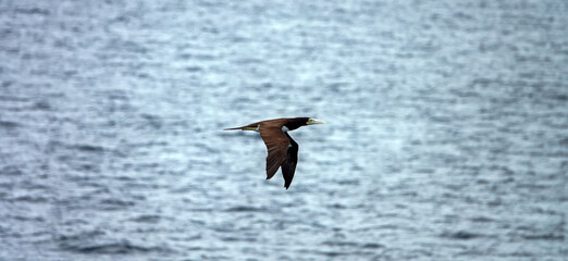 Tropical seas. Views of the Bali Sea from the ship in winter,summer in the southern hemisphere. Indonesia. Brown booby (Sula leucogaster) flies over the water