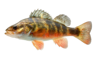 Perch Fish Isolated on Transparent Background