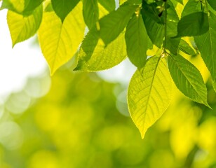 Vibrant green leaves bathed in sunlight
