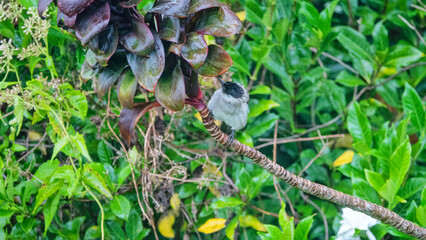 yellow-vented Bulbul (Pycnonotus) in Indonesia. Winter