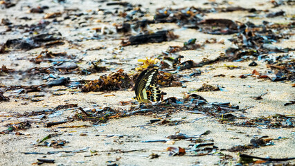 Bali seaside, a beautiful butterfly swallowtail (Papilionidae) fluttering its wings. Cream-banded Swallowtail (Papilio (Menelaides) gigon gigon, male). Sulawesi Island