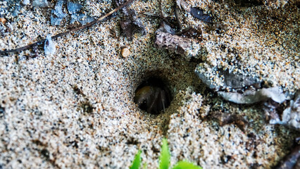 A crab is alive in a hole on the sandy beach. Sulawesi Island
