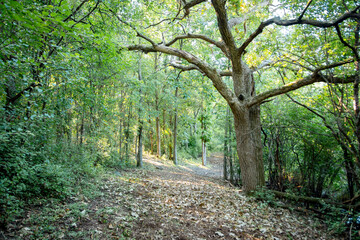 Fototapeta premium A peaceful path winds through a sun-dappled forest in Waukesha County, Wisconsin, on a September morning.