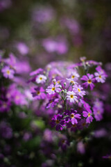 Obraz premium purple flowers in the garden