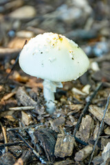 A bright yellow Witch's Butter (Tremella mesenterica) fungus grows on a rotting log in Waukesha County, Wisconsin, during September.