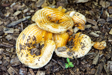 A Milk-Cap mushroom with concentric rings is shown growing on a bed of wood chips in Waukesha County, Wisconsin, during September.