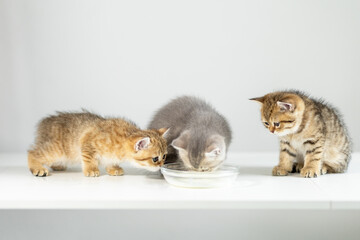 Three playful kittens enjoying a bowl of milk on a white surface in a cozy indoor setting