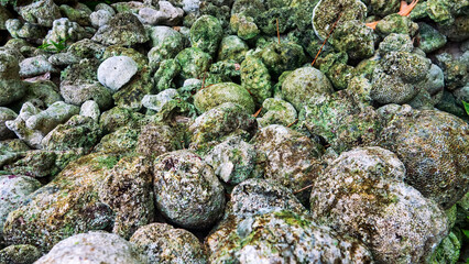 Volcanic tuff (igneous-rock froth, pumice-stone) and skeletons of sponges beach on the coast of Sulawesi. Dead Coral Beach
