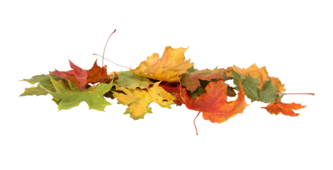  Autumn Maple Leaves Stack. Heap of Colorful Fall Leaves Isolated On  Transparent Background
