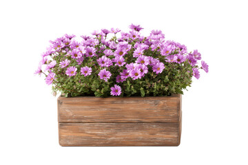 Fototapeta premium Wooden Flower Box with Pink Daisies on Transparent Background