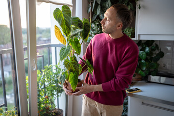 Man florist examing of heart shaped green velvet leaves of Philodendron Splendid houseplant,...