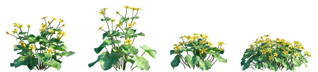 Set Caltha Palustris Known Marshmarigold