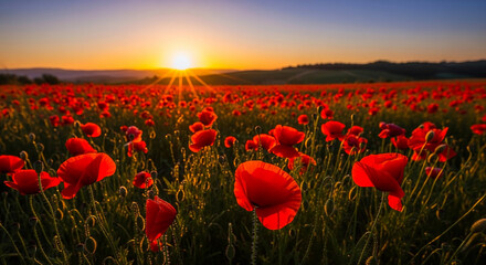 Obraz premium Golden Sunrise Over a Field of Red Poppies A Vibrant Nature's Canvas