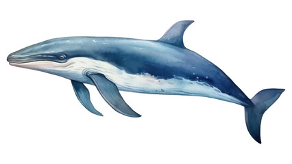 Obraz premium PNG Dolphin animal mammal whale.