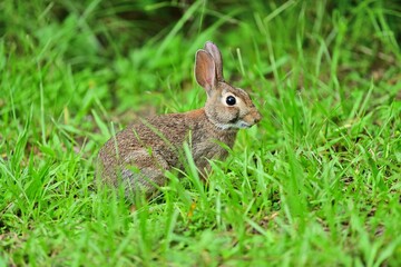 Eastern Cotton Tail Rabbit in the tall grass