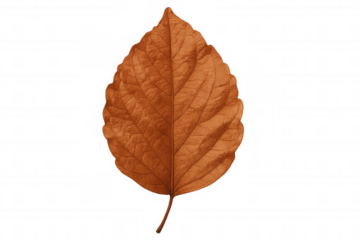 Close-up of a dried orange leaf with visible veins, isolated on a transparent background, perfect for autumn-themed designs