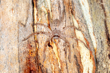 Huntsman spider resting on textured tree bark
