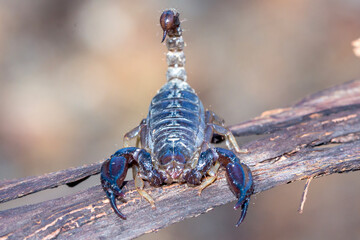 Close-up of Australian Scorpion with Stinger Raised